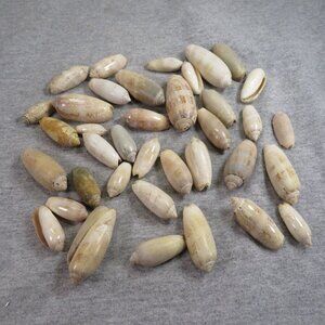Oliva REAL sea shells (35+) not in mint condition